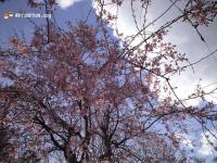 松高の桜