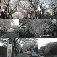 松戸の桜