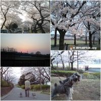 水元と運動公園の桜